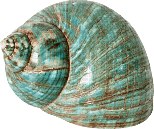 Sea shell Muschel blue green - gratis png