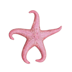 starfish - gratis png