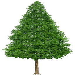 Baum/tree - zadarmo png