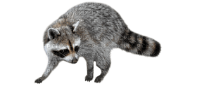 Kaz_Creations Raccoon - zadarmo png