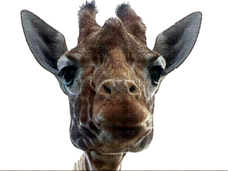 giraffe girafe zoo   animal  tube gif anime animated animation  fun - Free animated GIF