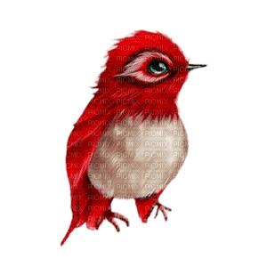 Oiseaux Rouge:) - gratis png