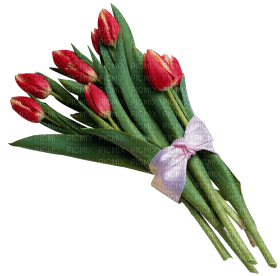 Kaz_Creations Deco Flowers Tulips Flower - png grátis