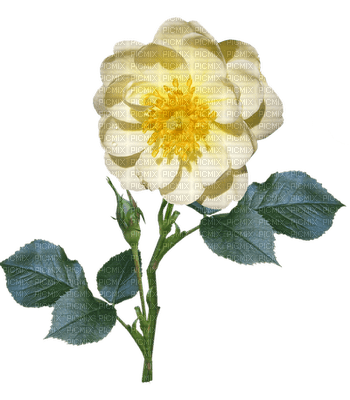 ruusu, rose, kukka, fleur, flower - Free PNG
