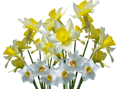 flowers yellow bp - png grátis