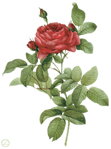 red rose 3 - zadarmo png