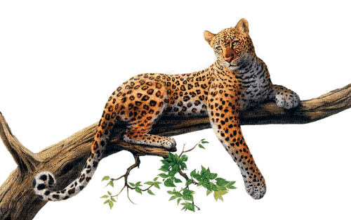 leopard - besplatni png