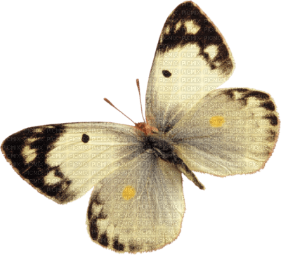 papillon - png grátis