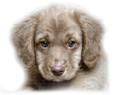 Tube Chien - Free PNG