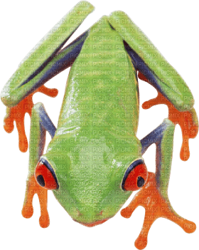 Kaz_Creations Frog Toad - бесплатно png