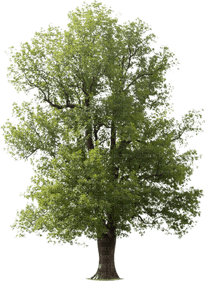 trees bp - zdarma png