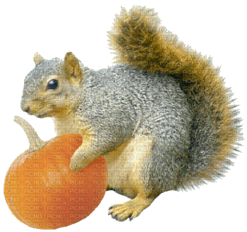 ecureuil - darmowe png