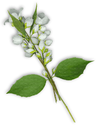 fleur blanche.Cheyenne63 - png grátis