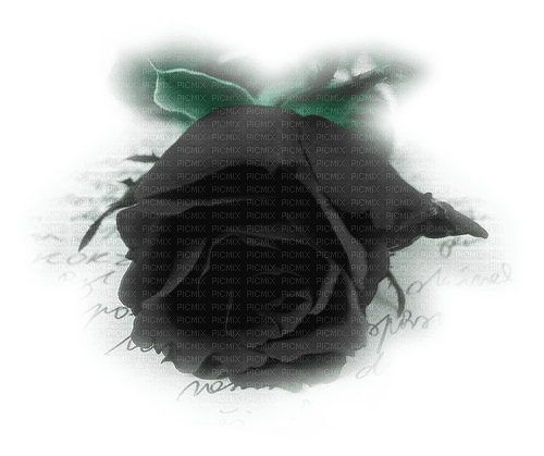 Black Rose - безплатен png