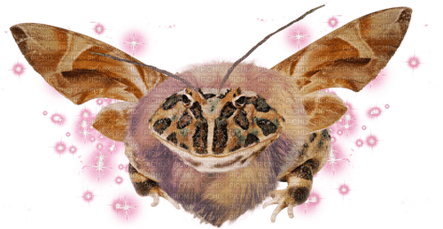 magical fat moth frog - kostenlos png