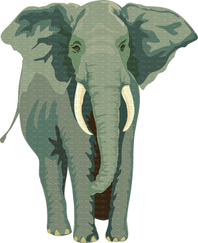 Elefant - zdarma png