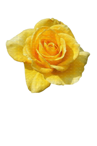 rose jaune - bezmaksas png
