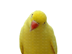 Kaz_Creations Parrot Bird - besplatni png