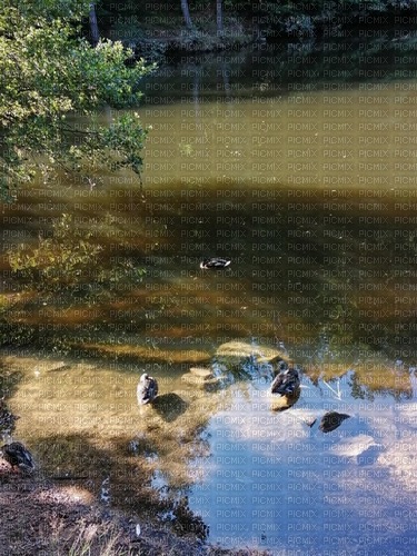 Kačky ve vodě - png grátis