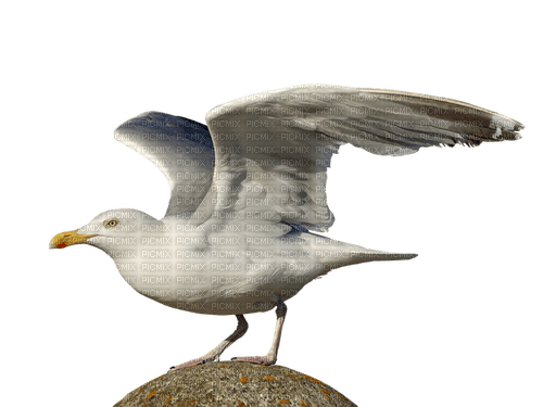 Blue DREAM  _gull_bird - PNG gratuit