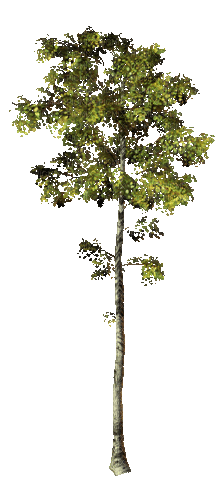 tree - Zdarma animovaný GIF