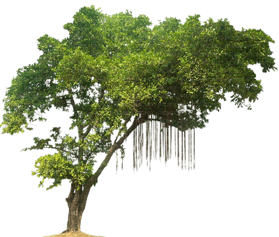 tree katrin - png gratis
