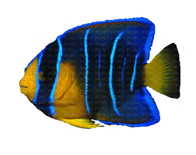 Kaz_Creations  🐟  Fish 🐟 - png gratuito