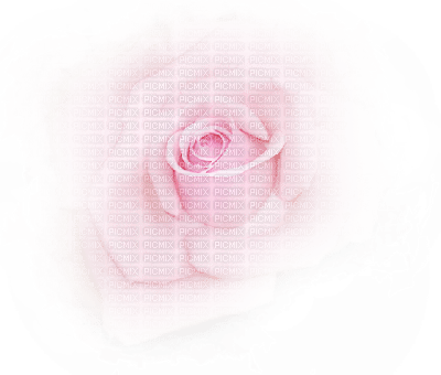 pink rose - png gratuito