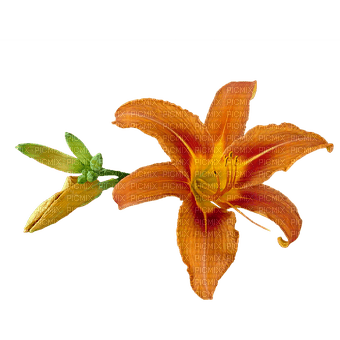 kikkapink lily flower spring orange deco scrap - бесплатно png