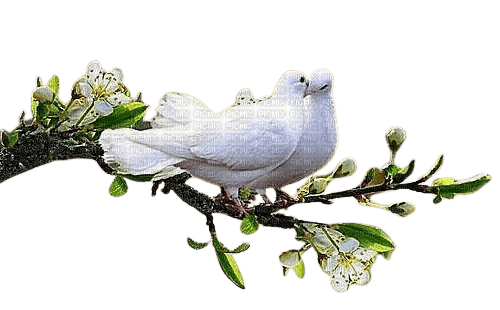 Pigeon.Dove.Paloma.Branch.Victoriabea - zdarma png