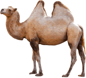 Kaz_Creations Camel - nemokama png