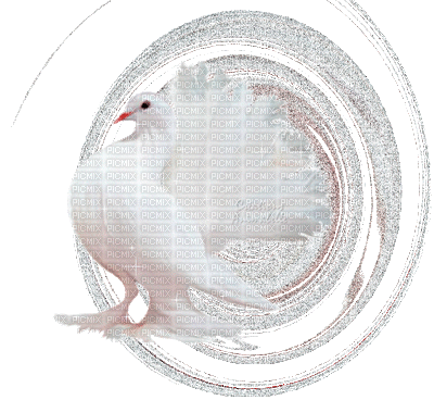 dove - Бесплатный анимированный гифка