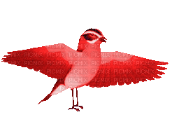 VanessaValo _crea = colorful bird  gif - GIF animado gratis