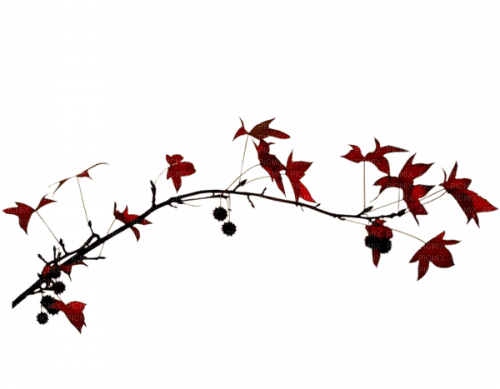 autumn branch leaves red - ücretsiz png