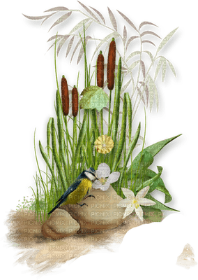 plants katrin - бесплатно png