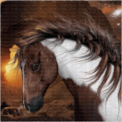cavallo2 - 免费动画 GIF