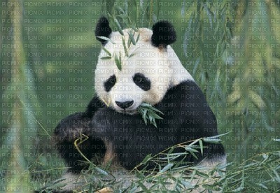 panda - png ฟรี