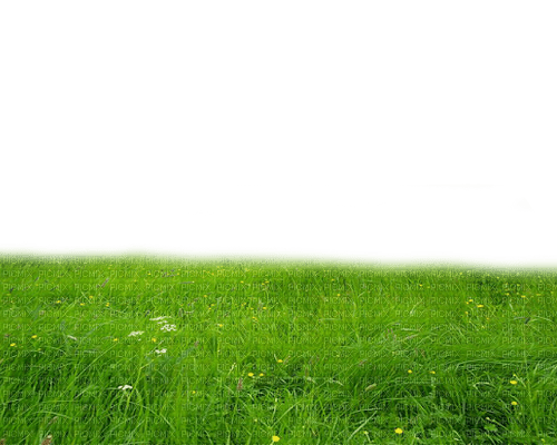gräs---grass - ingyenes png