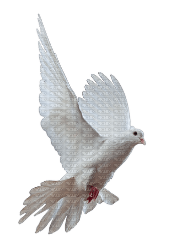 Dove - PNG gratuit