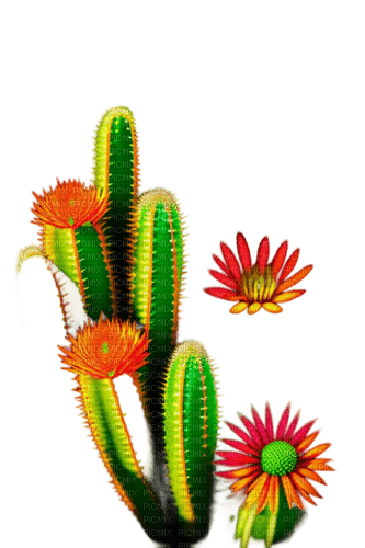 cactus - Free PNG