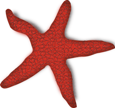 Kaz_Creations Starfish - zadarmo png