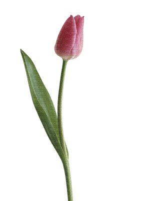 tulip - zdarma png