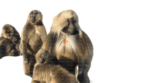 Group of gelada monkeys - безплатен png