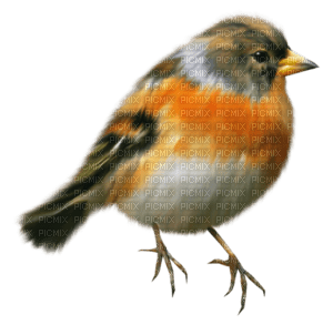 fågel-bird - nemokama png
