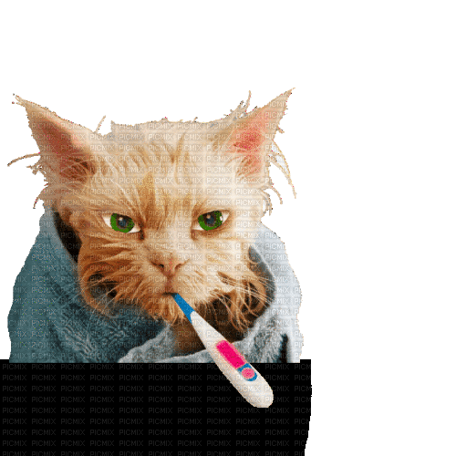 Cat sick - GIF animate gratis