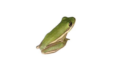 sitting frog looking up no glitter - darmowe png