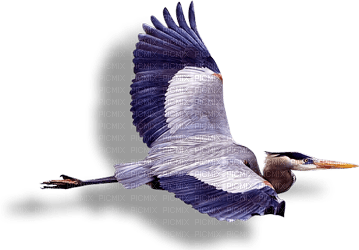 cecily-oiseau - PNG gratuit