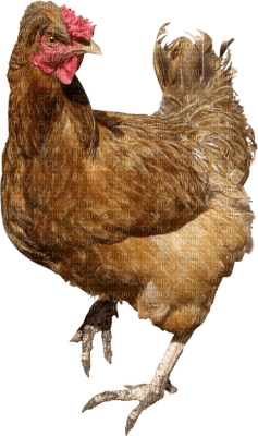 Kaz_Creations Chicken - Free PNG