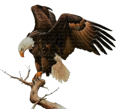 hawk 501 - Nitsa P - Безплатен анимиран GIF