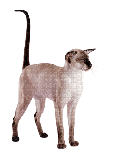 silly looking cat - PNG gratuit